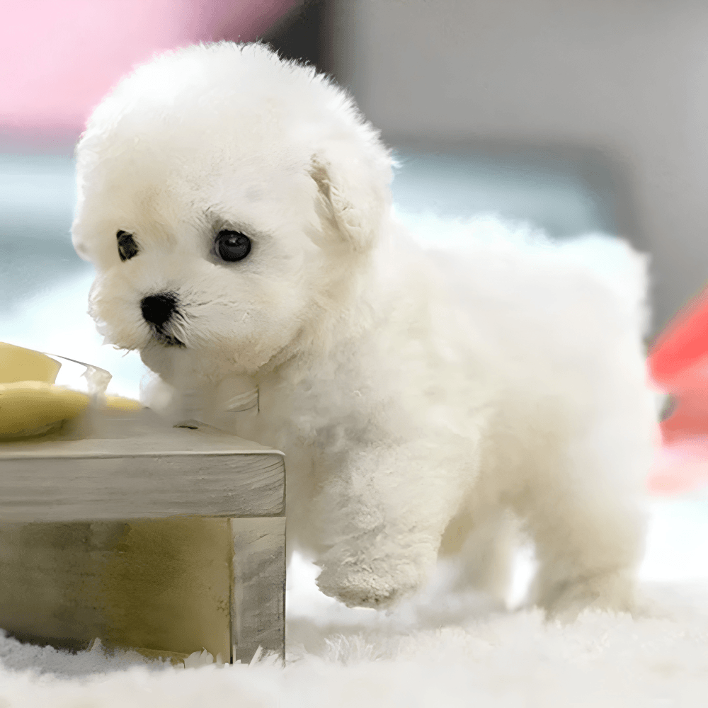 Realistic Smart Robotic Companion Puppy | Zyphhra