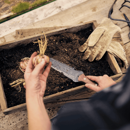 Premium Stainless Steel Gardening Knife with Walnut Grip | Zyphhra